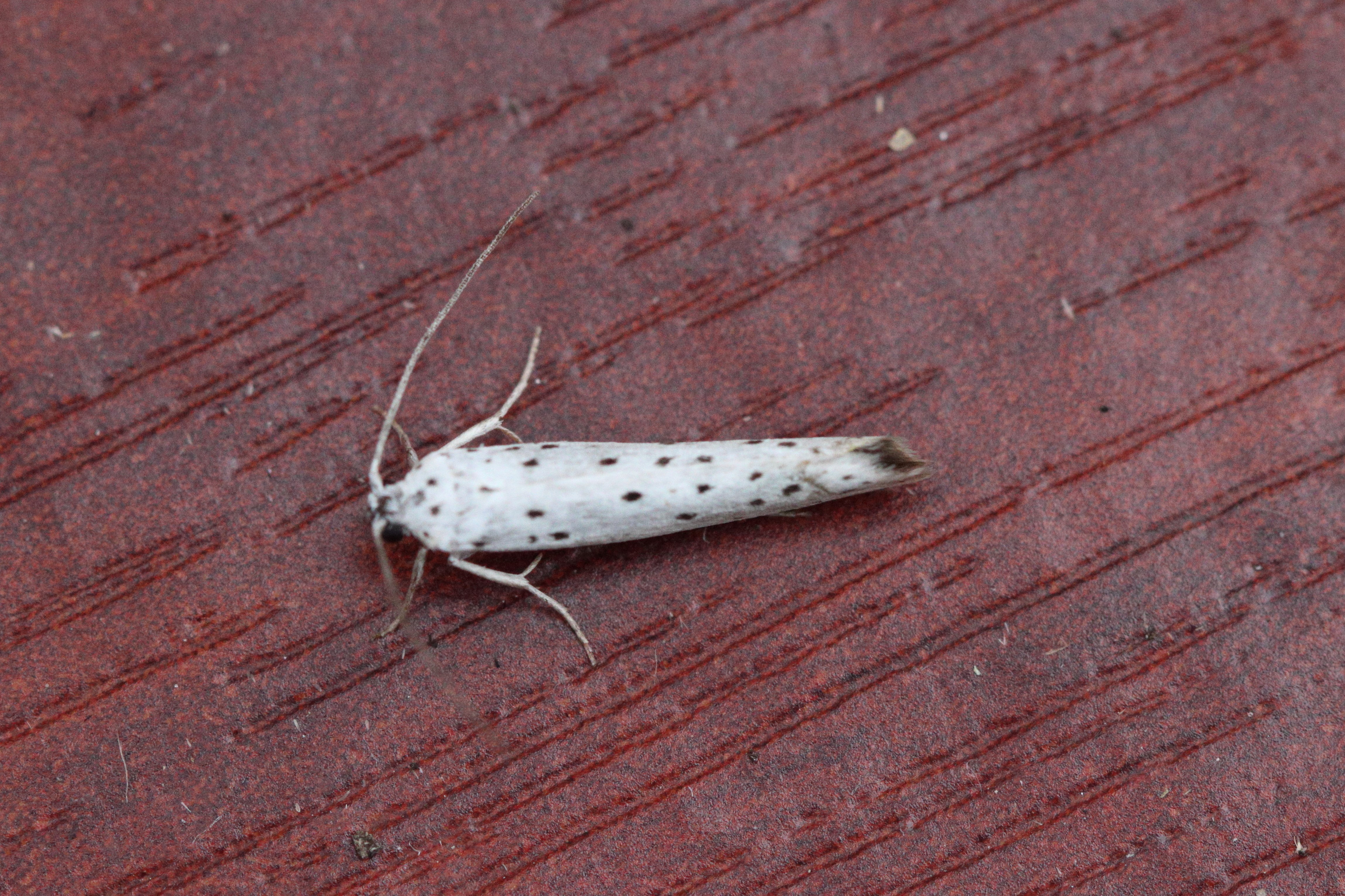 Photo of Spindle Ermine (Yponomeuta cagnagella)
